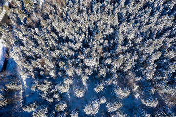 Luftaufnahme von schneebedecktem Wald und Baumwipfeln im Sonnenlicht, Mittenwald, Bayern, Deutschland