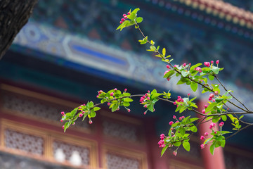 Beautiful little apple tree flower with blurred Asian traditional building blue eaves background