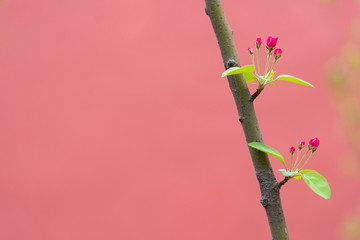 Beautiful little apple tree flower on a branch isolated on red background