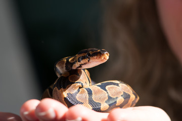 Woman holding a python