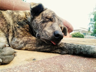 Obraz premium The dog is sleeping well.