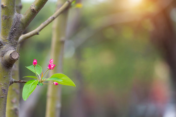 Red buds of flowers in the spring morning with blurred green background