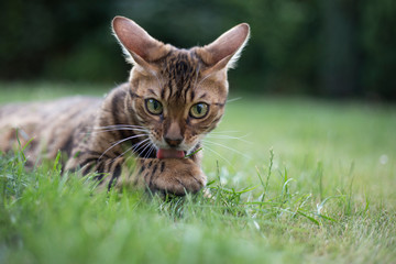 Bengal Kater Katze im Gras putzend