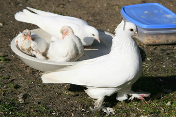 Eine weiße Taubenfamlie frisst zusammen und der Papa passt auf