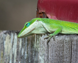 A sinister look from a green anole!