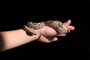 Boa Constrictor Snake close up on a black background.