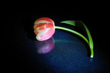 Pink tulip on a black background with reflection