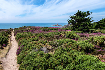 Heather meadow with view, Jersey, Channel Island, Corbiere Lighthouse