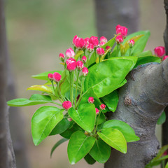 A bunch of apple flower is blooming in the spring,macro shot