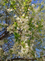  plum tree in blossom
