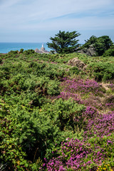 Landscape with heather flowers, Corbiere Lighthouse in the horizon