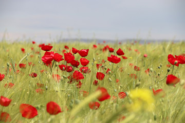 field of poppies