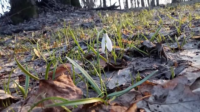 Snowdrop belongs to primroses. Videos created at the end of the day. Flowers fluctuate under the wind.