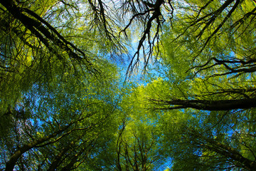 Fresh green leaves in a beech woodland on a sunny spring morning, Cardiff, South Wales, UK. Taken through a fish-eye lens