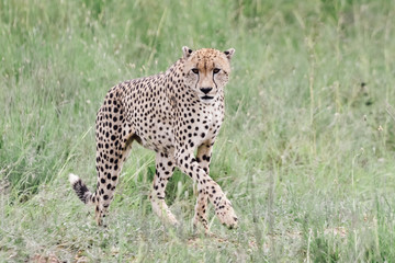 cheetah in the serengeti