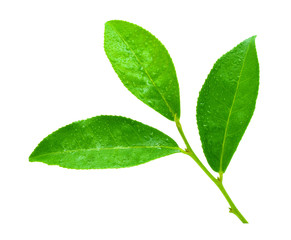 Green tea leaf isolated on white background