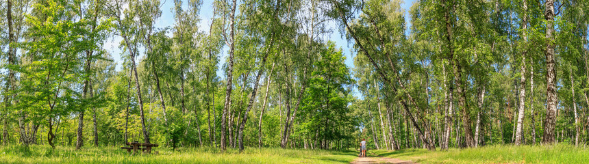 Summer spring landscape - woman walking with a pram in a birch grove on a sunny day, banner, huge panorama