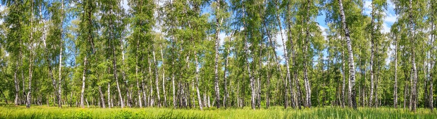 Birch grove on a sunny spring summer day, landscape banner, huge panorama