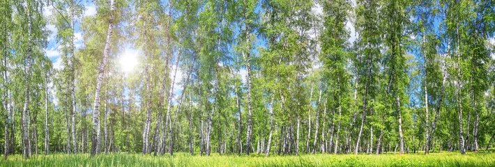 Acrylic prints Birch grove Birch grove on a sunny spring summer day, landscape banner, huge panorama