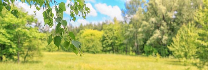 Summer spring landscape - view of the birch branch in the deciduous forest on a sunny day, closeup, with space for text