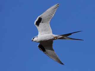 Fototapeta na wymiar African swallow-tailed kite (Chelictinia riocourii)