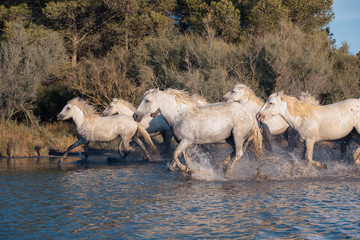 Wild White horses of Camargue at sunset, running on water. Aigues-Mortes