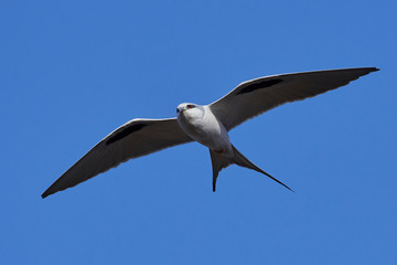 African swallow-tailed kite (Chelictinia riocourii)