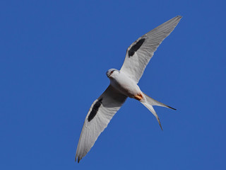 Fototapeta na wymiar African swallow-tailed kite (Chelictinia riocourii)