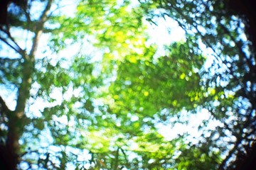 Blurred out of focus swirly bokeh background of tree branches. Defocus nature green bokeh, Defocused abstract nature background with green leaves and bokeh lights.