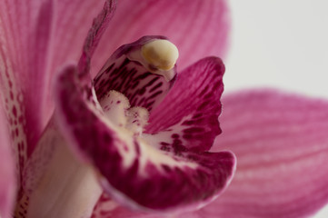 une fleur orchidée rouge en studio en gros plan en couleur sur fonds blanc