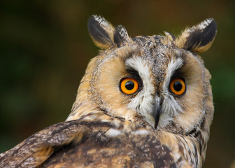 Long Eared Owl (Asio otus) in the Welsh countryside, UK