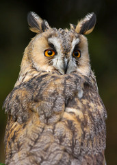 Long Eared Owl (Asio otus) in the Welsh countryside, UK