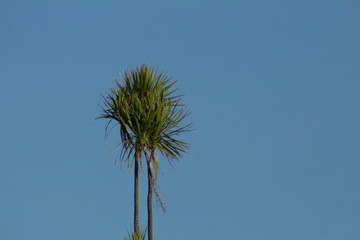 Fototapeta premium Great Barrier Island: Cabbage tree