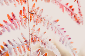 plante fougères en hiver sous le gel avec le soleil de face