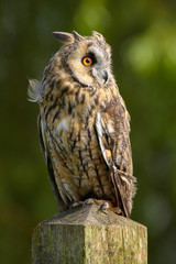 Long Eared Owl (Asio otus) in the Welsh countryside, UK