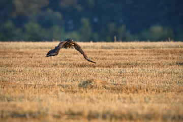Common buzzard hunting