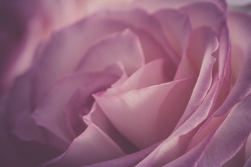 rose fleur de couleur violette rose de profil en plan rapproché avec un flou d'arrière plan