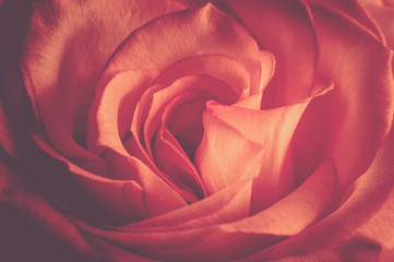 rose de couleur rouge en gros plan en couleur vue horizontale