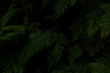 Great Barrier Island: Ferns