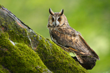 Long Eared Owl (Asio otus) in the Welsh countryside, UK