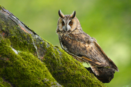 Long Eared Owl (Asio Otus) In The Welsh Countryside, UK