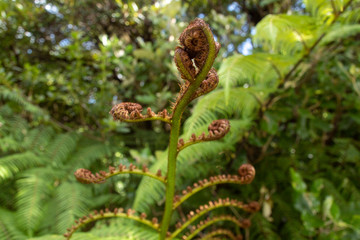 Great Barrier Island: Fern & Fern Frond