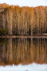 tree reflection fall water