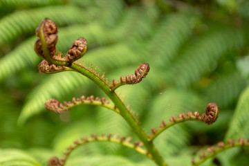 Great Barrier Island: Fern & Fern Frond