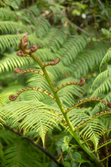 Great Barrier Island: Fern & Fern Frond