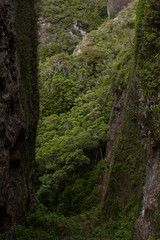 Fototapeta na wymiar Great Barrier Island: Trees Framed by Rock