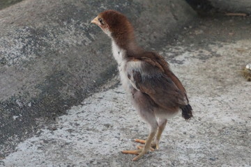 Fototapeta premium chicken on the farm