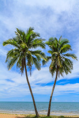 Two Coconut Trees On The White Beach.