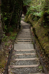 Fototapeta na wymiar Great Barrier Island: Path Stairs