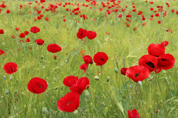 field of red tulips